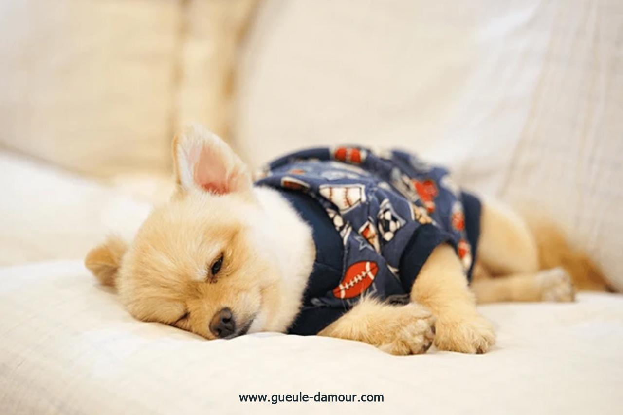Dog pajamas