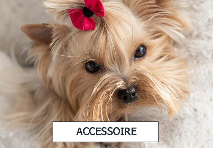 Accessoire pour animaux