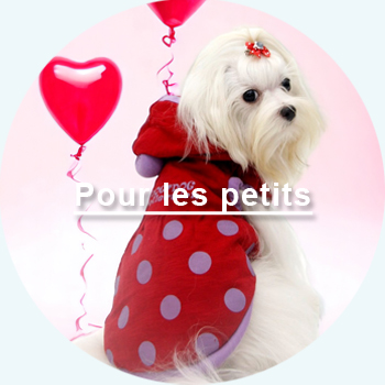  articles pour les petits chiens